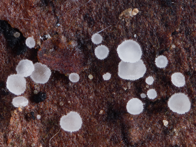 Hamatocanthoscypha ocellata